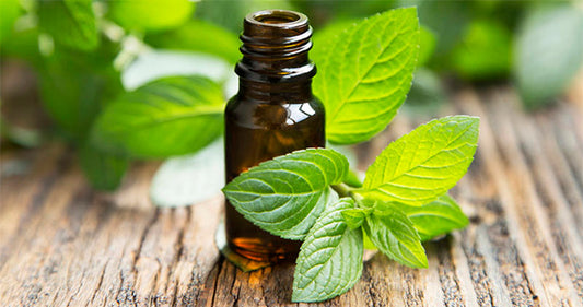 Peppermint Essential Oil